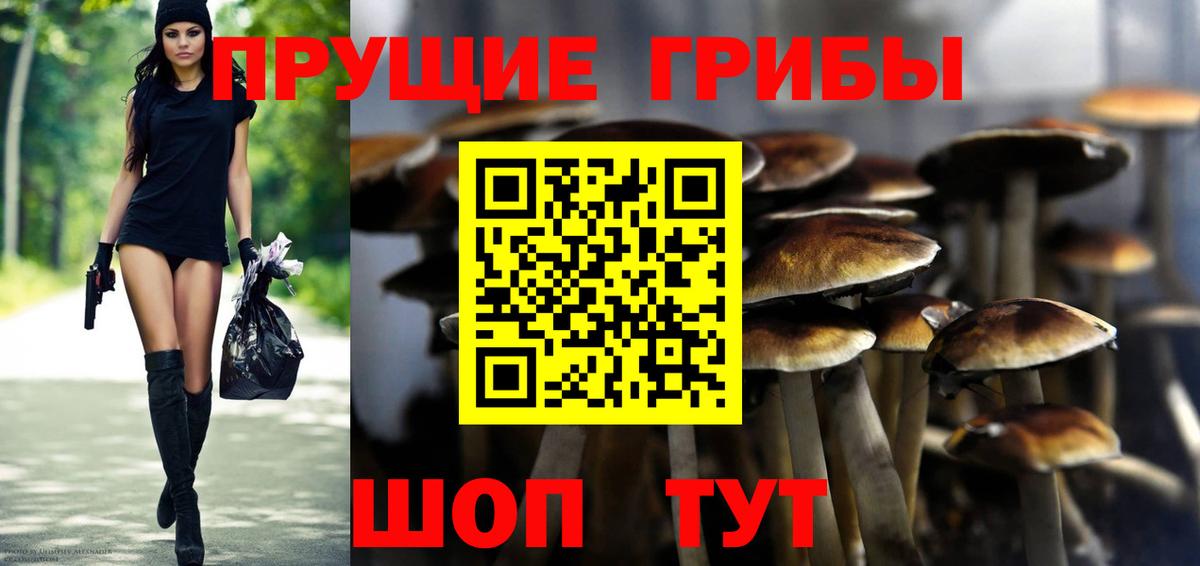 Гатчина  Галлюциногенные грибы Magic Shrooms  Вход с VPN 